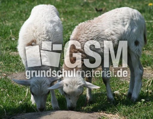 Moorschnucken_3089.jpg